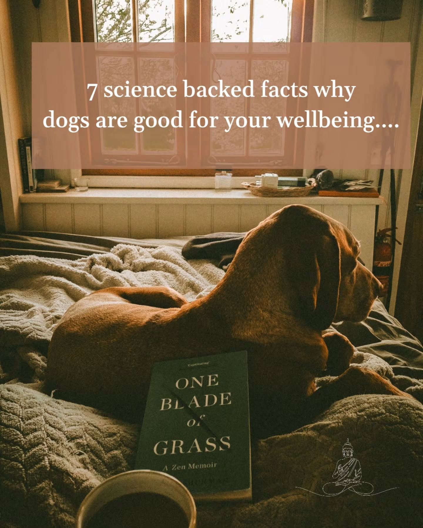 A few working days away with my gingers 🐾🐾🧡

Great fun for them.
Important for me.

I bloody love dogs. In fact, I bloody love animals full stop. 

Pets - they take on the role of emotional support, without asking for that job. They just 'do it'.

