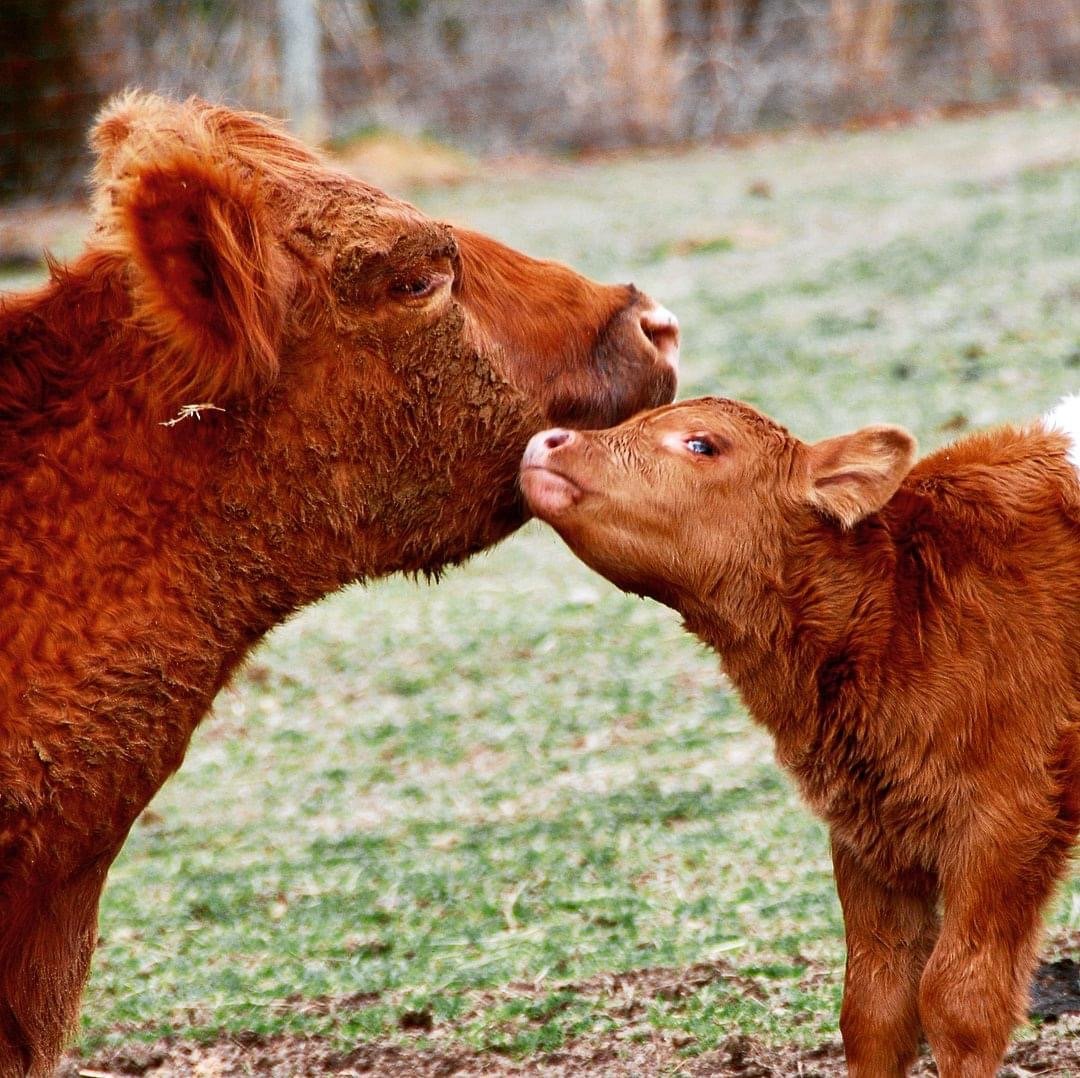 Pope Farms Black Angus Beef Pork, Chicken & Eggs Multi