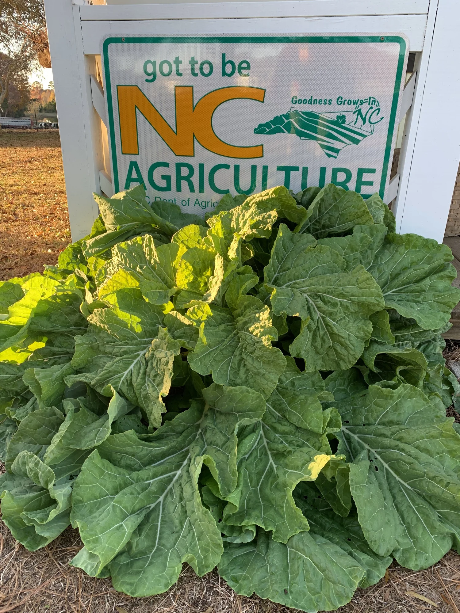 Contact Knightdale, NC — Pope Farms