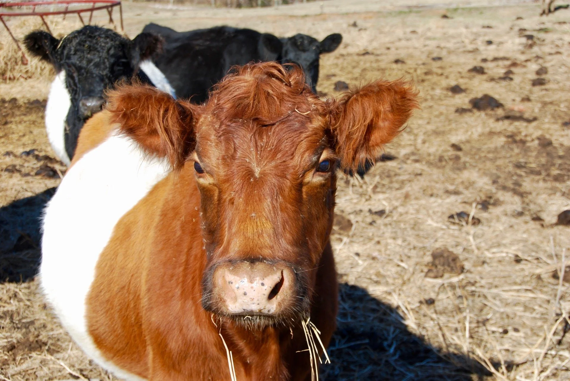 Contact Knightdale, NC — Pope Farms