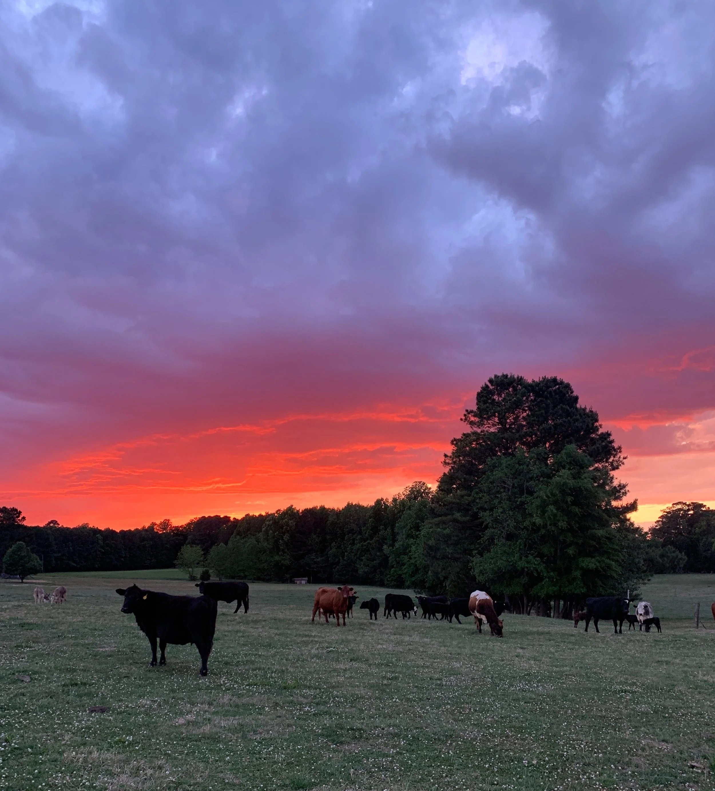 Pope Farms Black Angus Beef Pork, Chicken & Eggs Multi