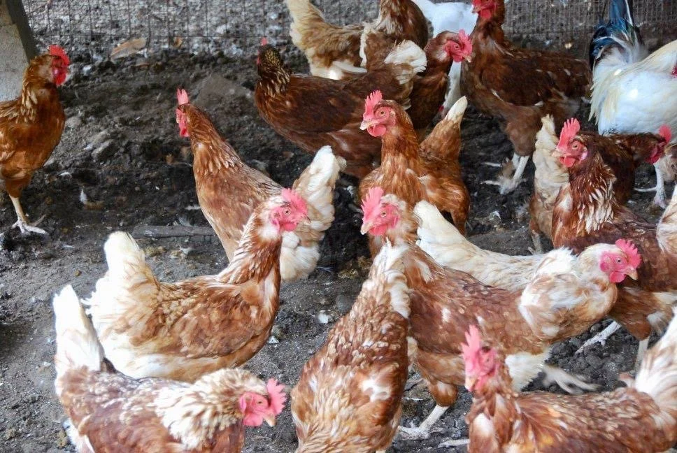 Pope Farms MultiGenerational Farm Knightdale, NC — Pope Farms