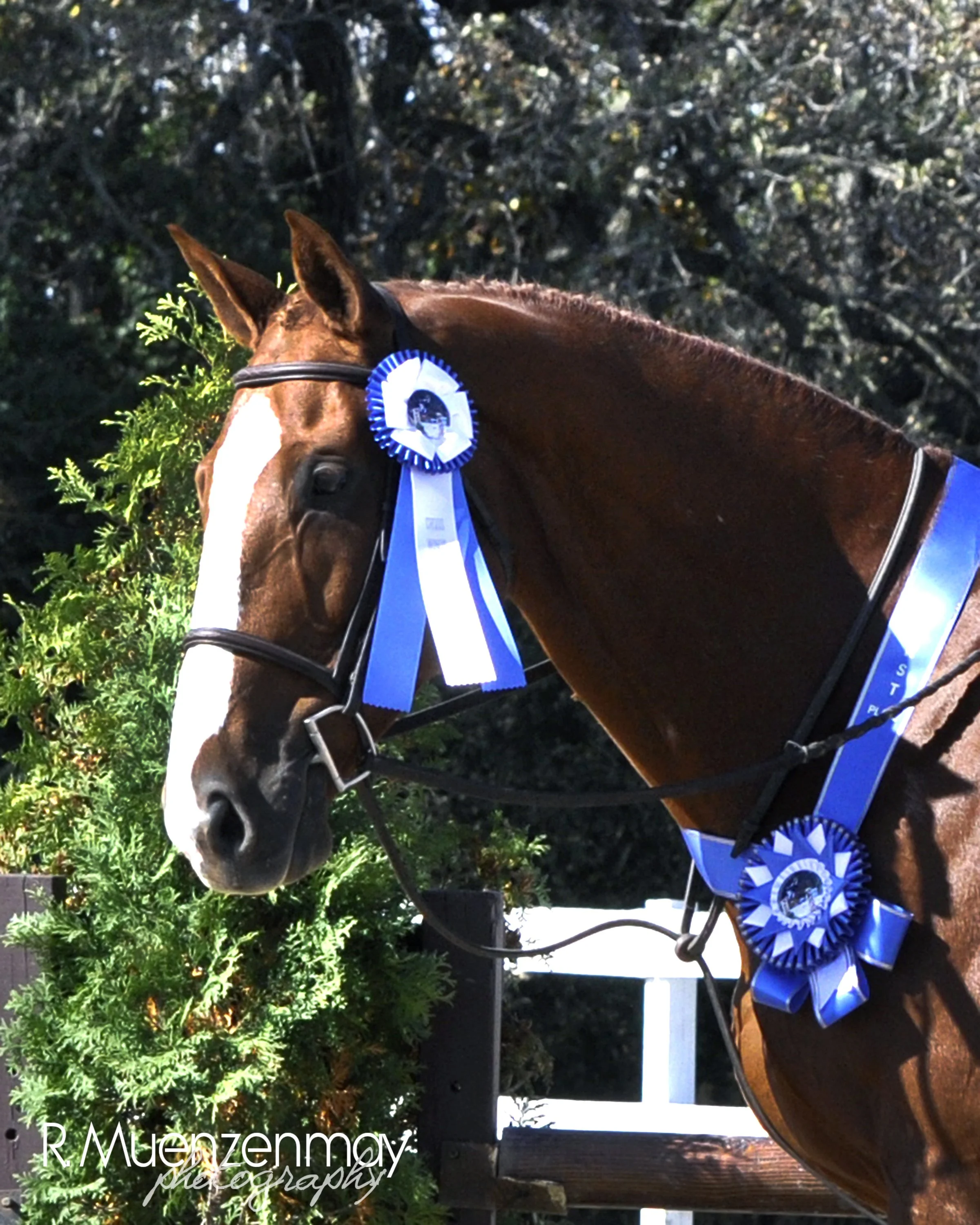 muenzenmayr_DerbyDay_Oct2015_012.jpg