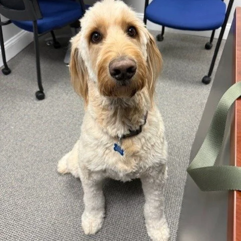 Our Director of Operations sure knows how to have fun! In preparation for an audit, she set up a scavenger hunt for the team to 'keep everyone sharp.' Who says you can't have a little fun with an otherwise...boring topic? Even Buddy the dog participa