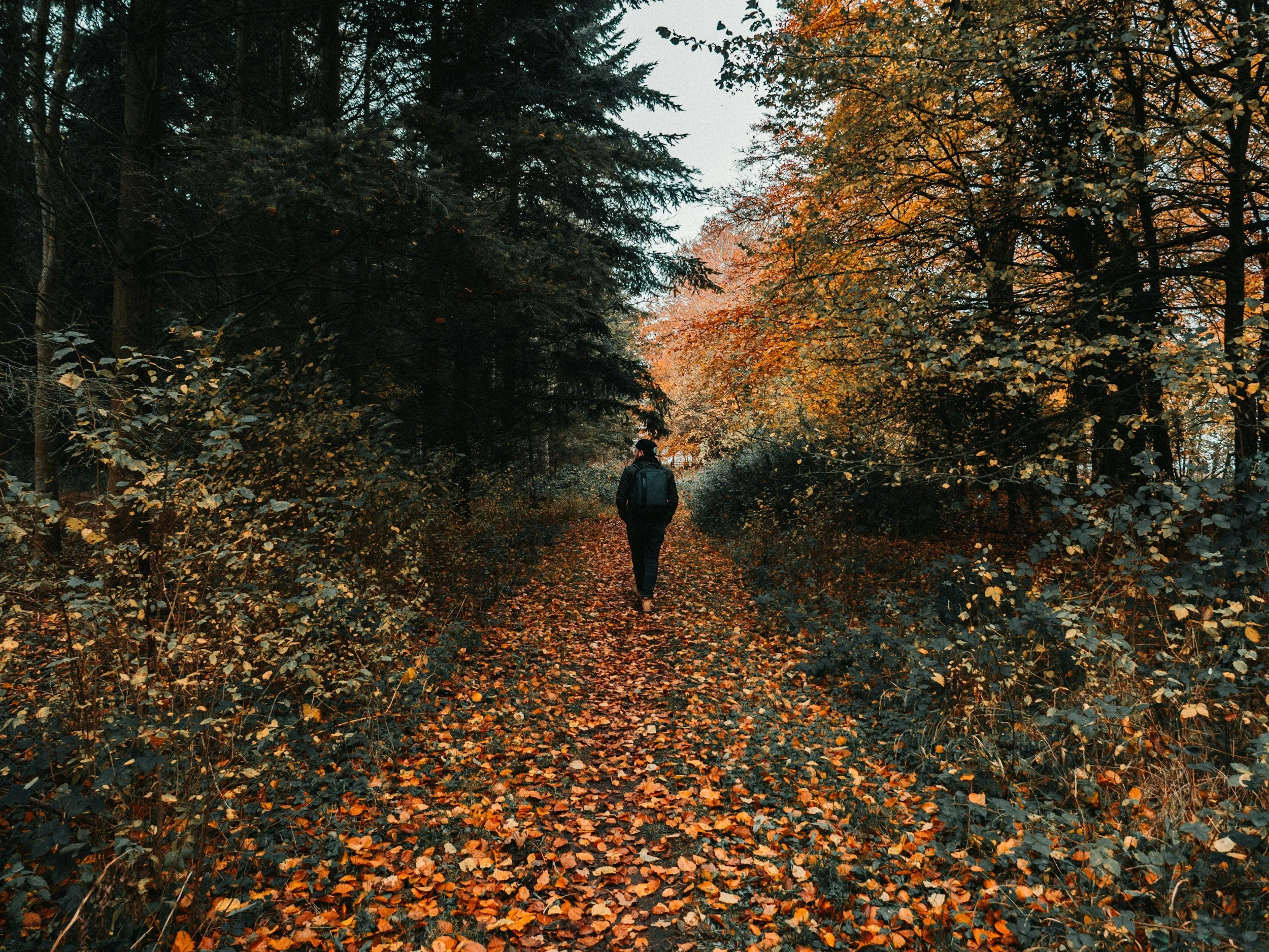 The Healing Power of an Autumn Walk: Forest Bathing, Family Time &amp; Wellbeing