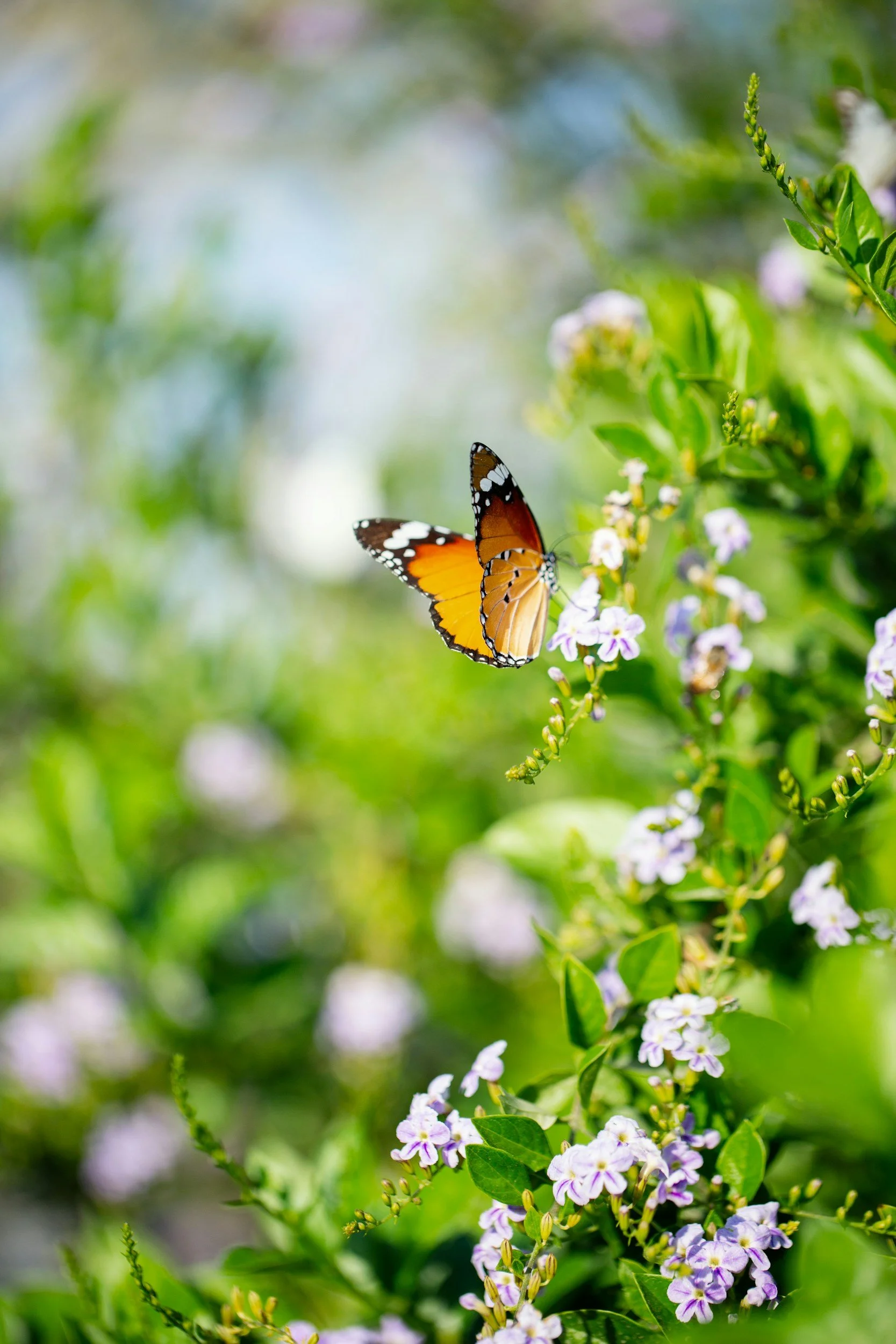 A butterfly with orange, black, and white wings perched on purple and white small flowers among green leaves.