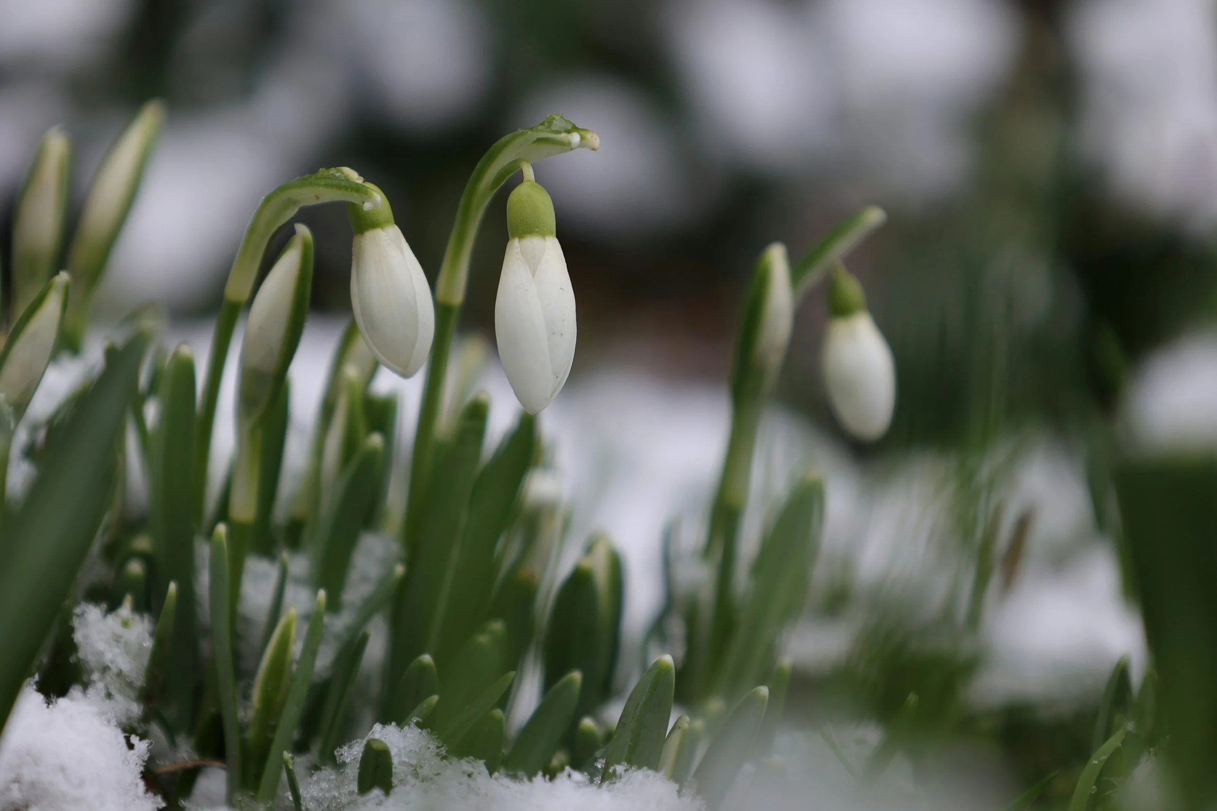 Close-up of snowdrop flowers with white petals and green stems emerging through snow.