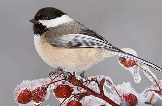 The Wintering 