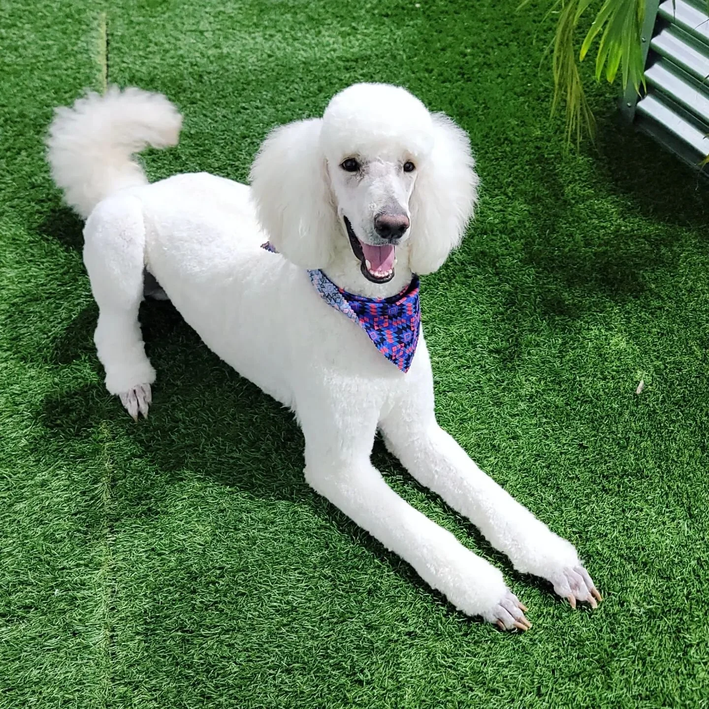 Tailored Tails of Lubbock Lubbock's Best in Dog Grooming, Playcare
