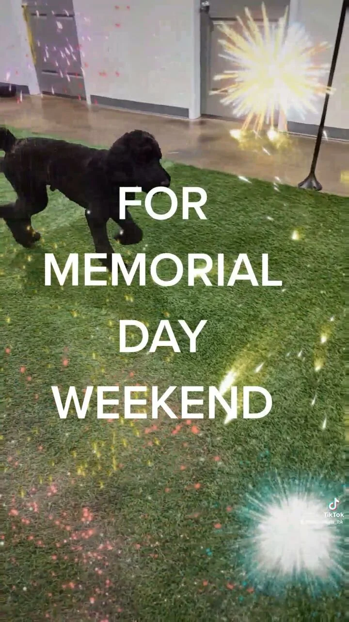 Tailored Tails of Lubbock Lubbock's Best in Dog Grooming, Playcare