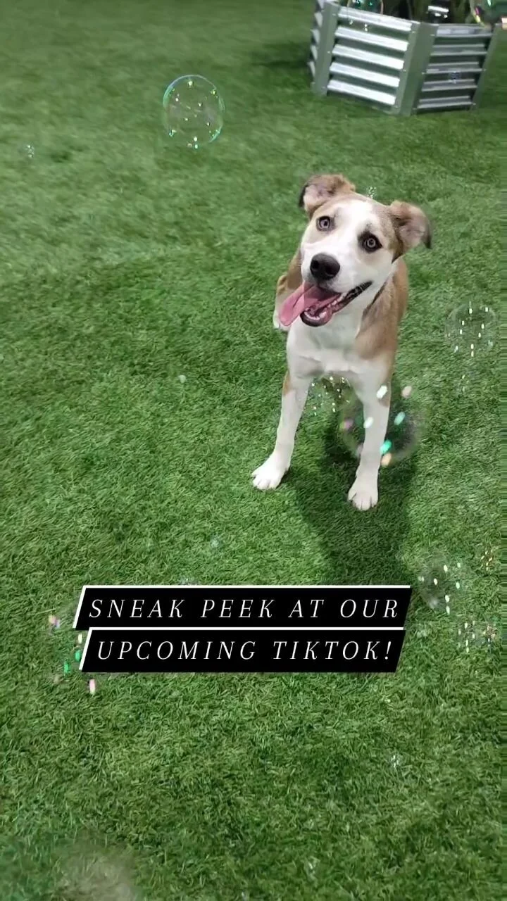 Tailored Tails of Lubbock Lubbock's Best in Dog Grooming, Playcare