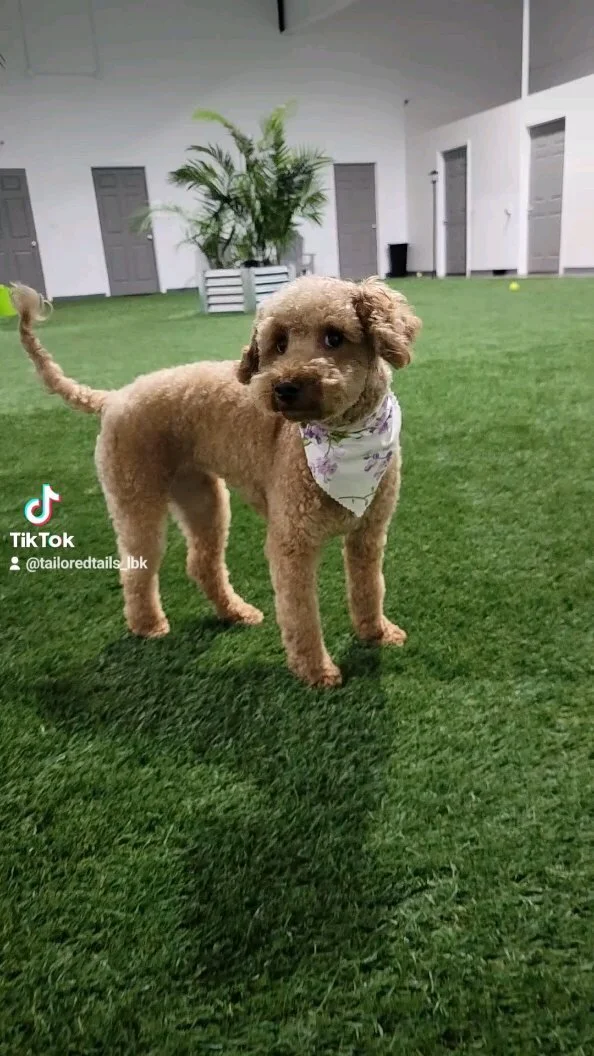 Tailored Tails of Lubbock Lubbock's Best in Dog Grooming, Playcare