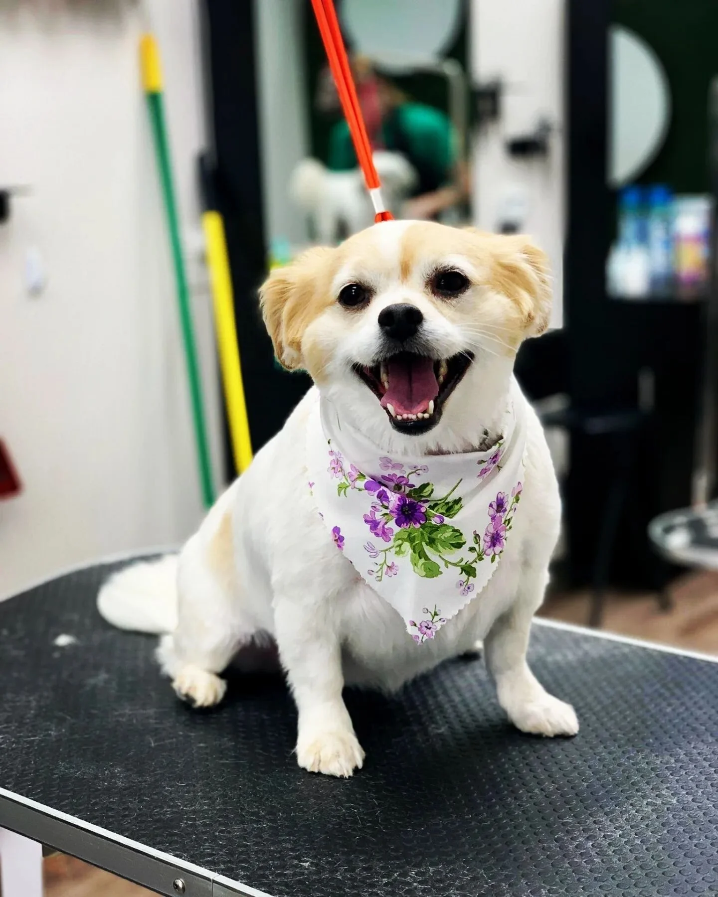 Tailored Tails of Lubbock Lubbock's Best in Dog Grooming, Playcare