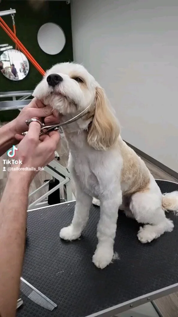 Tailored Tails of Lubbock Lubbock's Best in Dog Grooming, Playcare