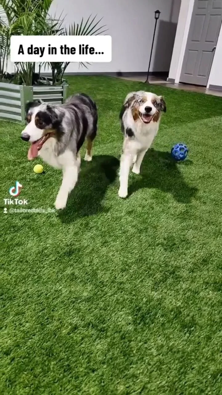 Tailored Tails of Lubbock Lubbock's Best in Dog Grooming, Playcare