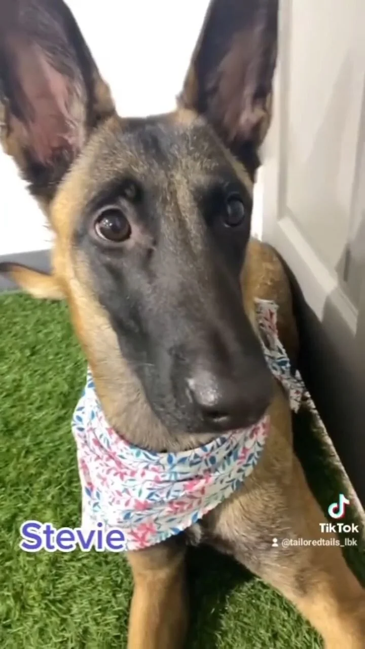 Tailored Tails of Lubbock Lubbock's Best in Dog Grooming, Playcare