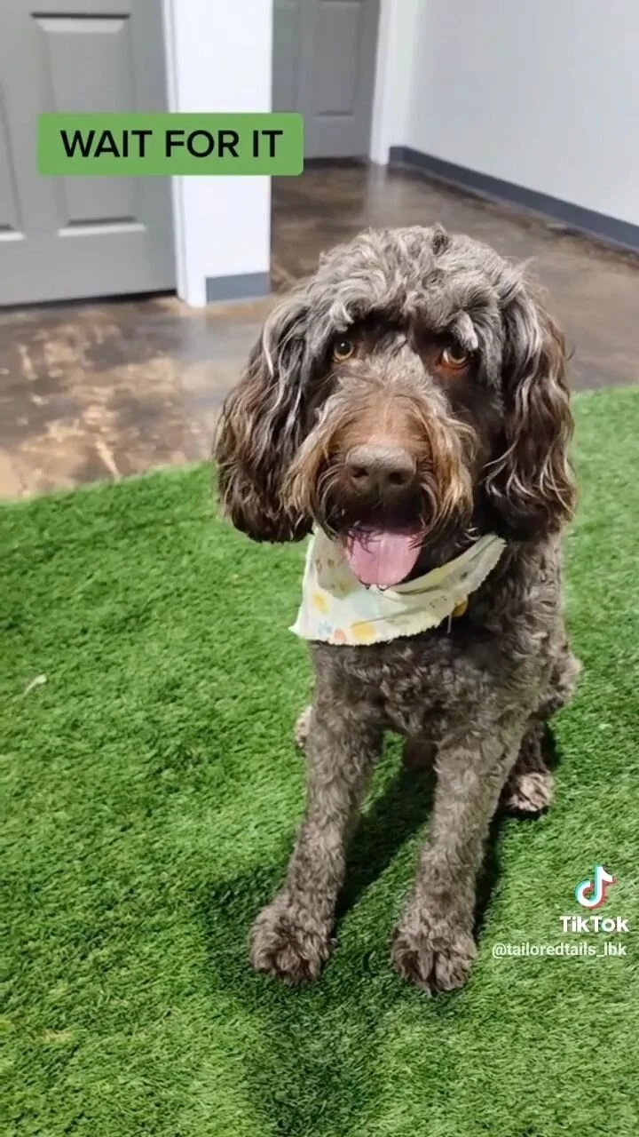 Tailored Tails of Lubbock Lubbock's Best in Dog Grooming, Playcare