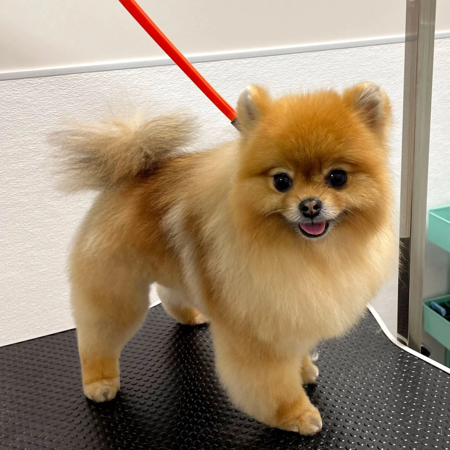 Tailored Tails of Lubbock Lubbock's Best in Dog Grooming, Playcare