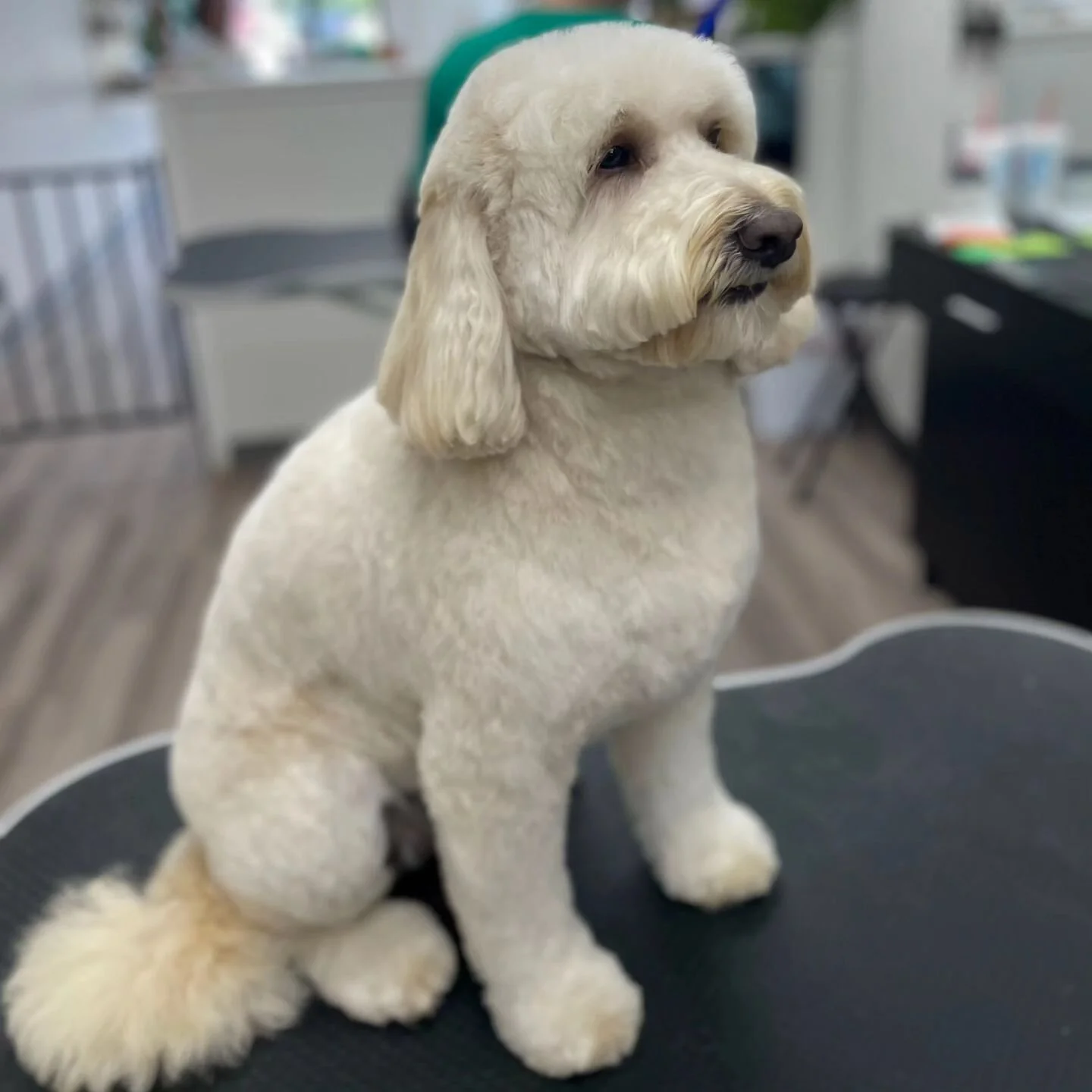 Tailored Tails of Lubbock Lubbock's Best in Dog Grooming, Playcare