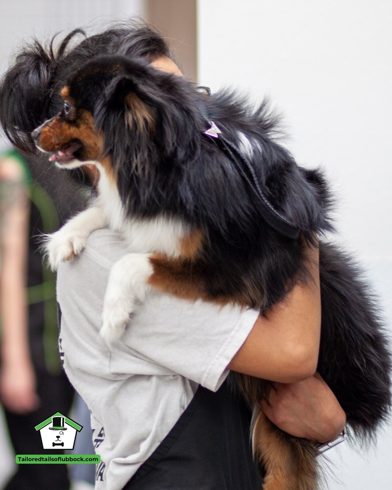 Every wag, every lick, every cuddle &ndash; it's what makes being a dog groomer the best job in the world! 🐕❤️ #GroomingJoy #tailoredtailsoflubbock #dogsoflubbck #doggroominglubbock #SmallBusinessLubbock #bestofthewest2024 #dogowners