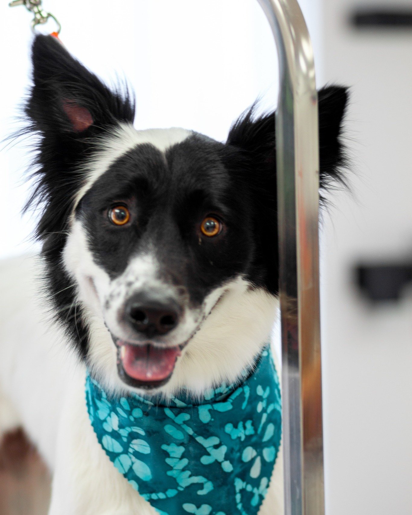 Share a picture of your smiling pup and brighten someone's day! 📸🐶From ear to ear, their smiles light up our lives. #Cheese #doggrooming #dogsoflubbck #doggroominglubbock #smallbusinesslubbock #bestofthewest2024 #tailoredtailsoflubbock  #needagroom