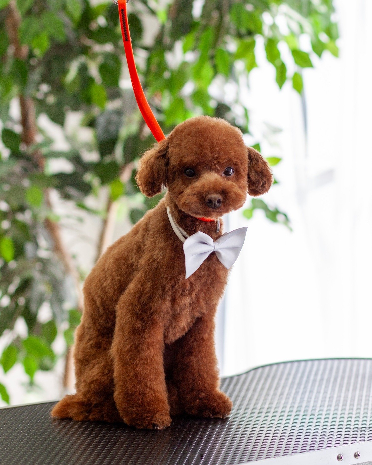 At Tailored Tails, we're all about making tails wag and hearts melt! 🐾
#bestofthewest2024 #doggroominglubbock #tailoredtailsoflubbock