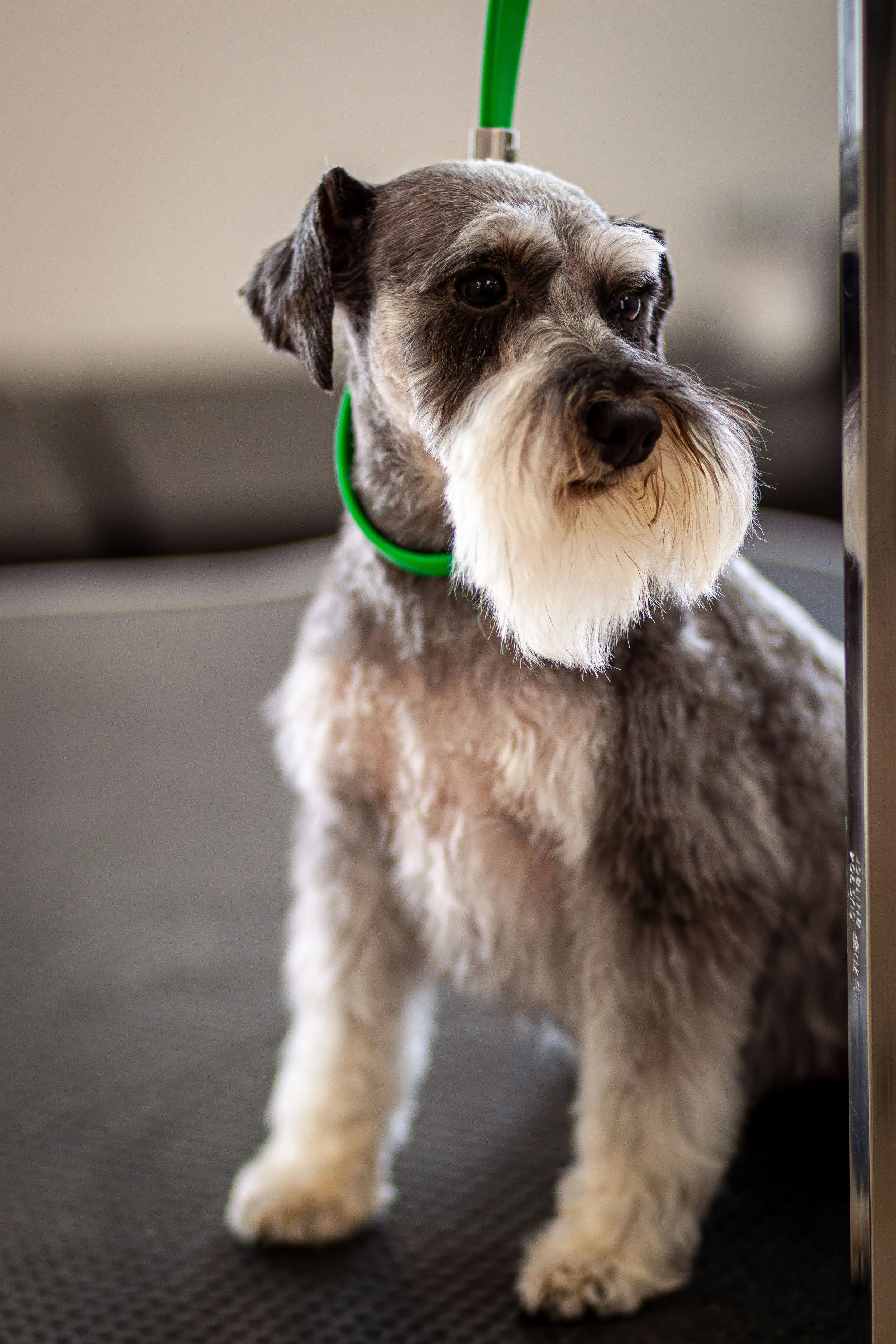 A Schnauzer dog on a grooming table with a green grooming loop around its neck, looking slightly to the side.