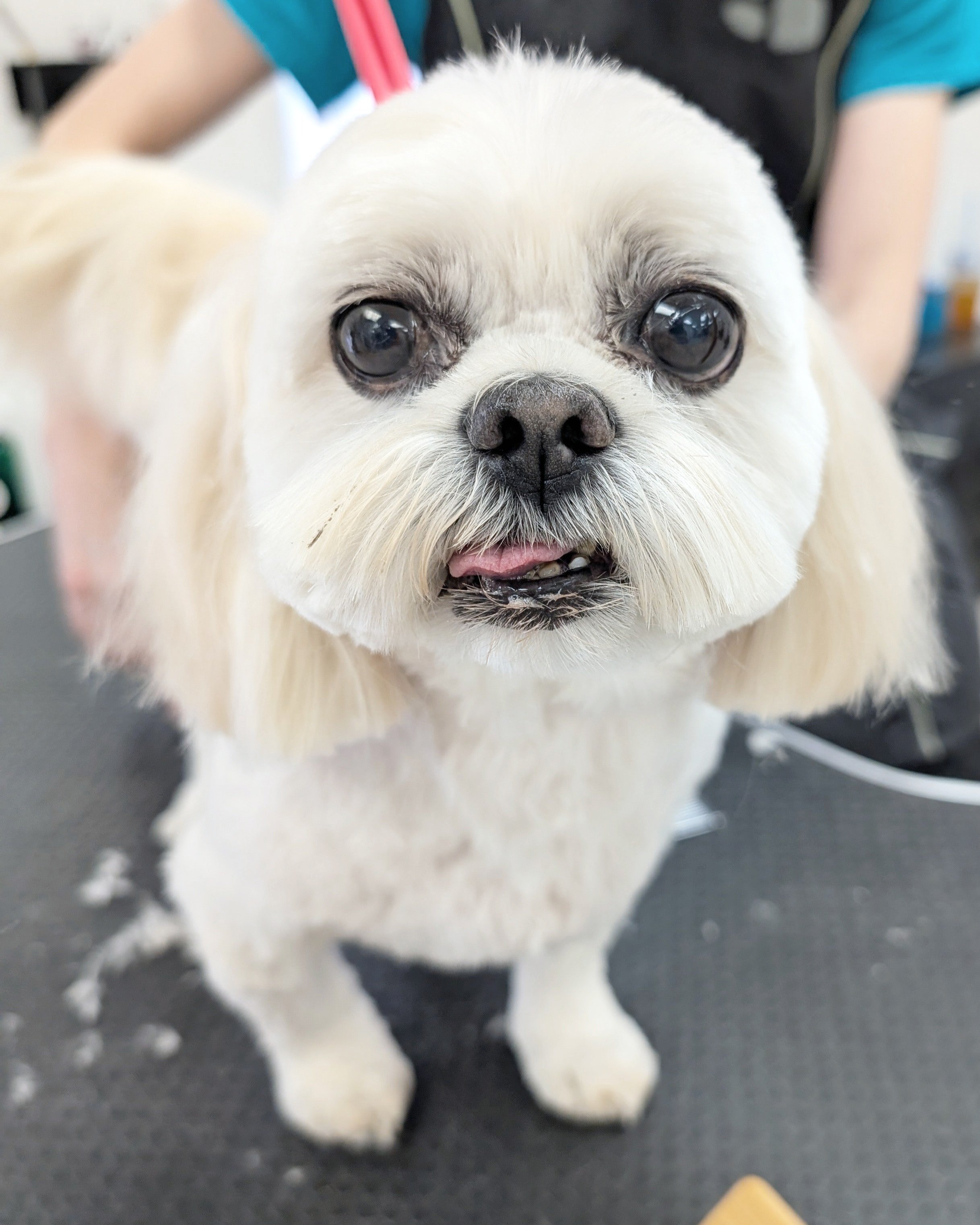 Mosquito Bites in Dogs: Dangers, Prevention Tips, and the Best Dog Skin Repair Balm