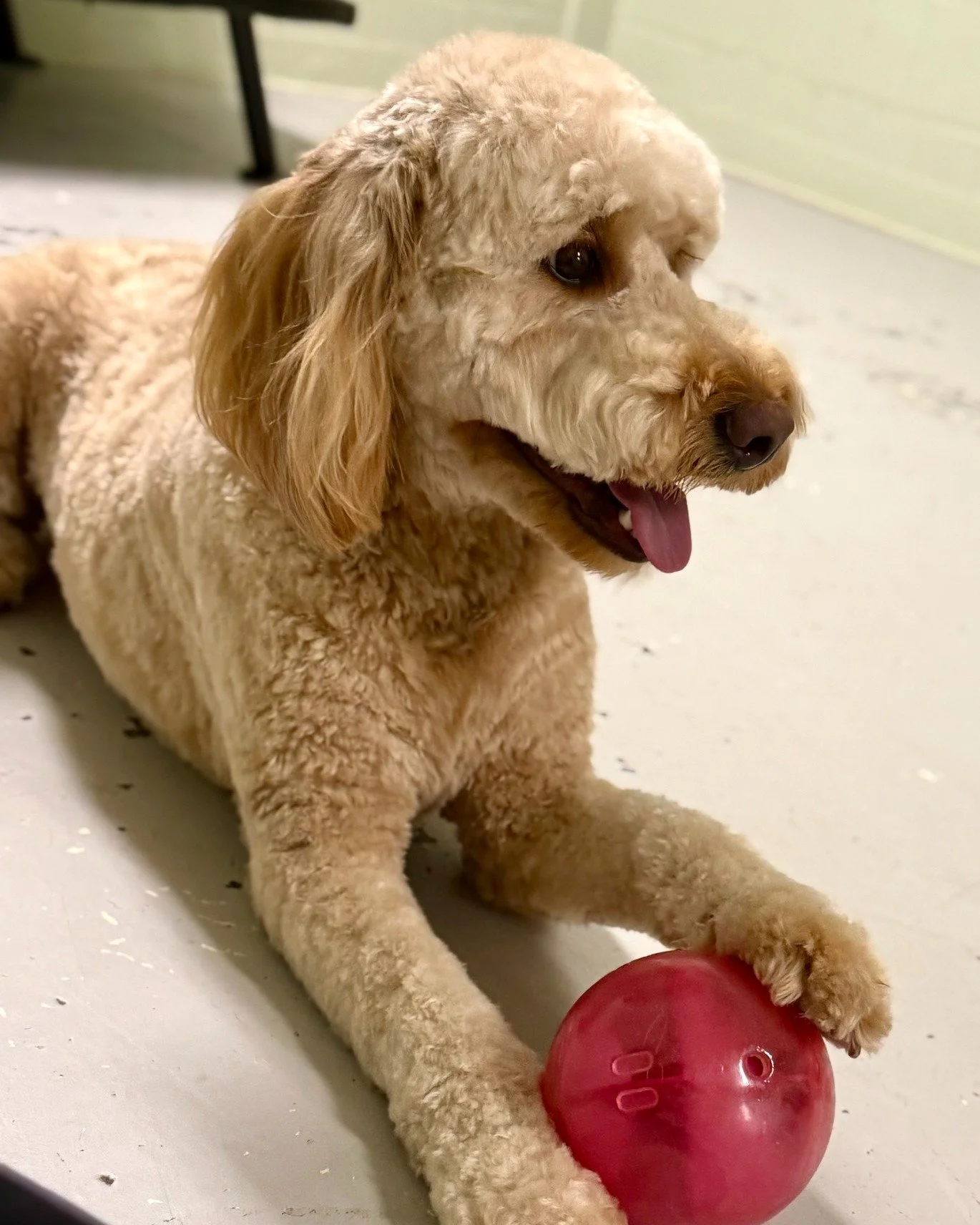 Who says spa days can&rsquo;t end with playdates? Otis rocked his groom and then red-balled his way through playcare!! #TailoredTailsofLubbock