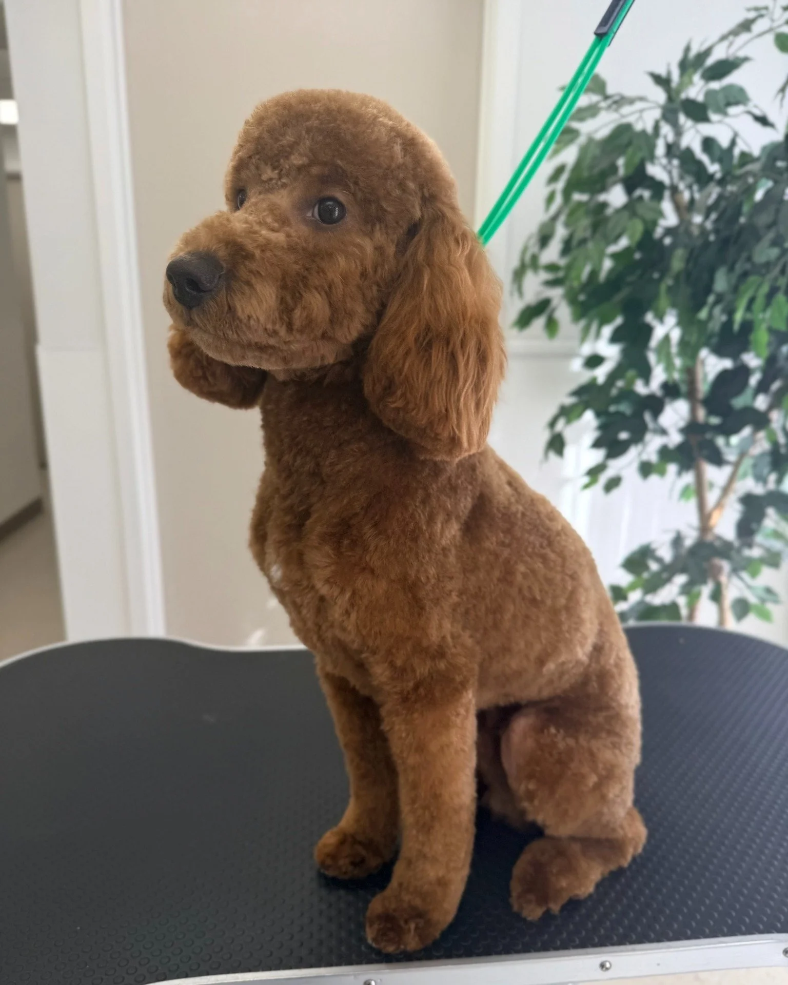 Clean, classy, and cute as can be!!! Gus nailed his spa day pose! #TailoredTailsofLubbock #DogGroomingLubbock