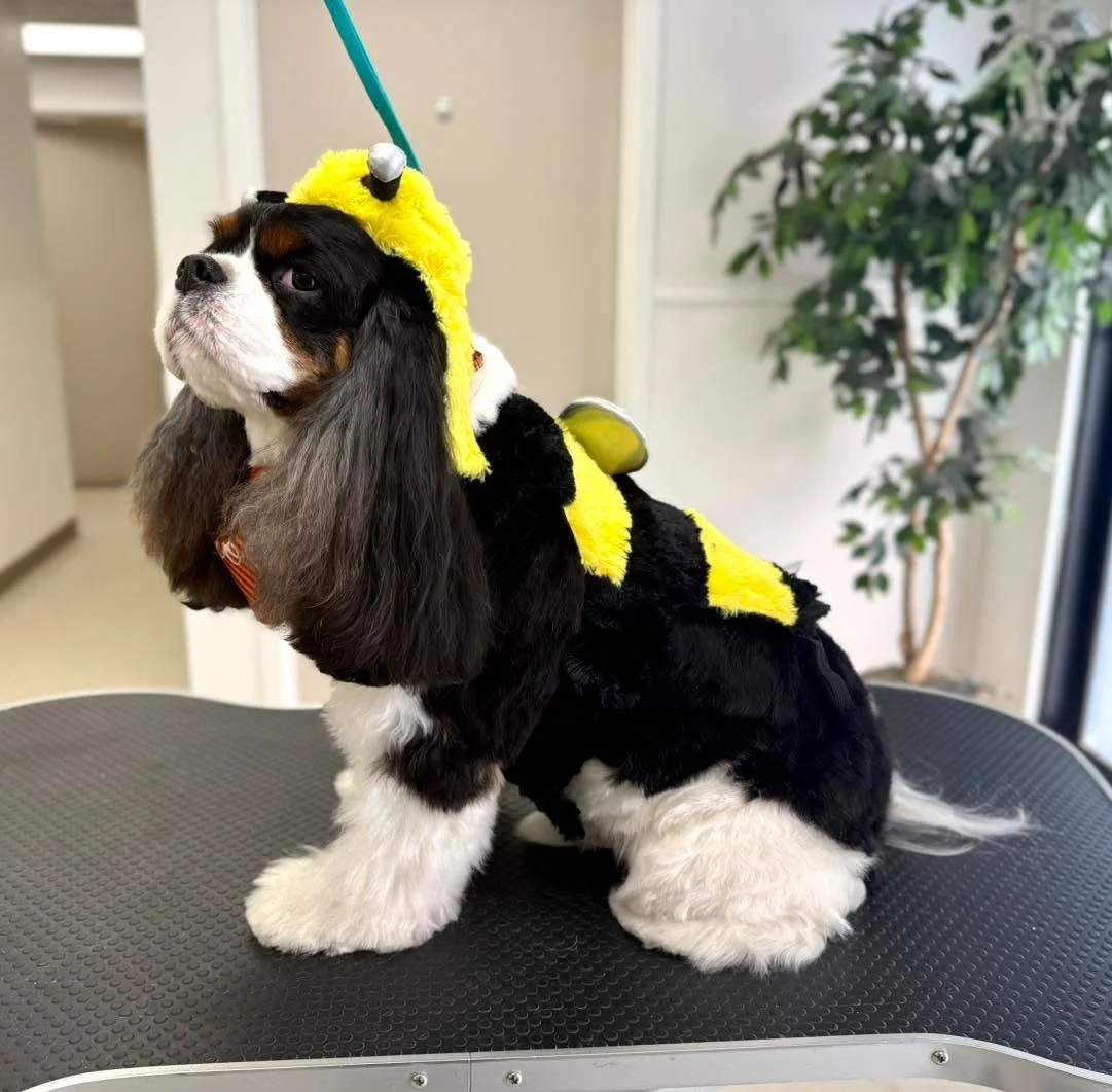 Hercules says BEE safe with your Halloween adventures!! 🎃 🐝  #TailoredTailsofLubbock