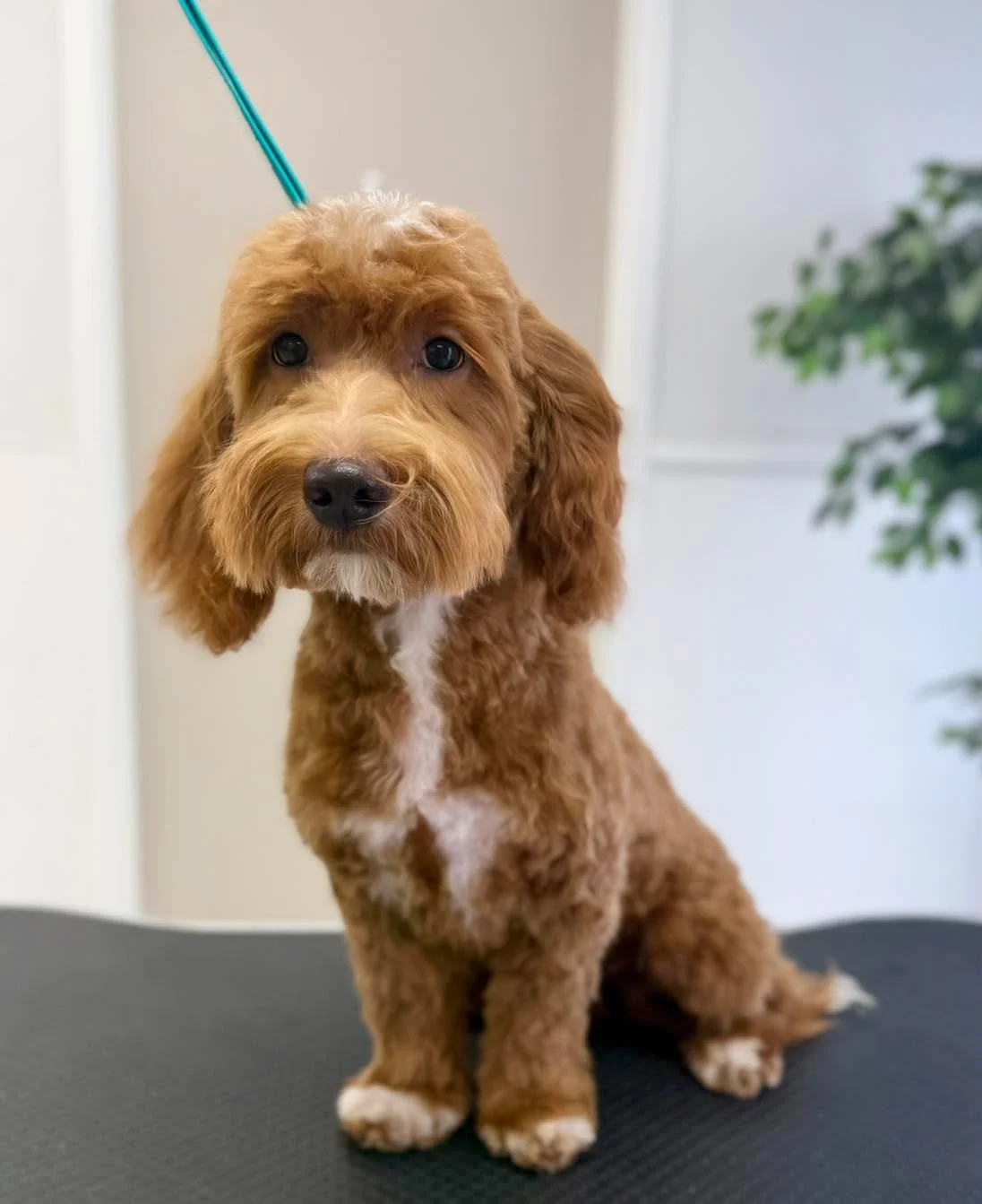 Meet Winnie! She was the sweetest girl for her first groom!!! 💚  #TailoredTailsofLubbock