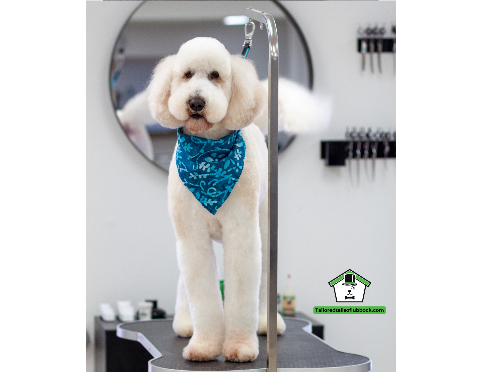 5 Things Your Groomer Should Always Tell You (But Probably Doesn’t)