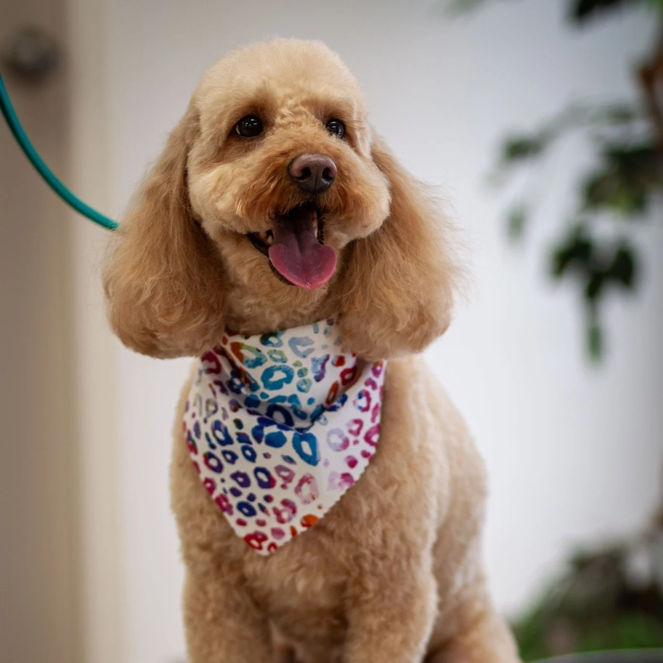 This smile says it all 🐾💖
Nothing beats that fresh-from-the-salon feeling! From stylish trims to lots of love and care, Tailored Tails of Lubbock is here to keep your pup looking paws-itively adorable.

#DoodleLove #DogGrooming #LubbockLocal #Tailo