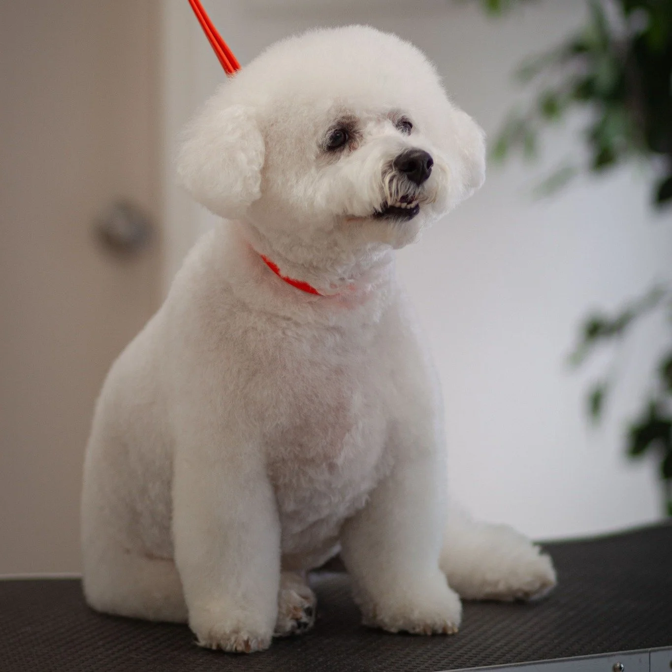 Your best friend deserves to look and feel their best. 💛

📍Lubbock, TX
📅 Book your pup&rsquo;s next spa day today!

#TailoredTailsLubbock #LubbockDogs #DogGrooming #LubbockTX  #FreshGroom #HappyDogs #WestTexasPets