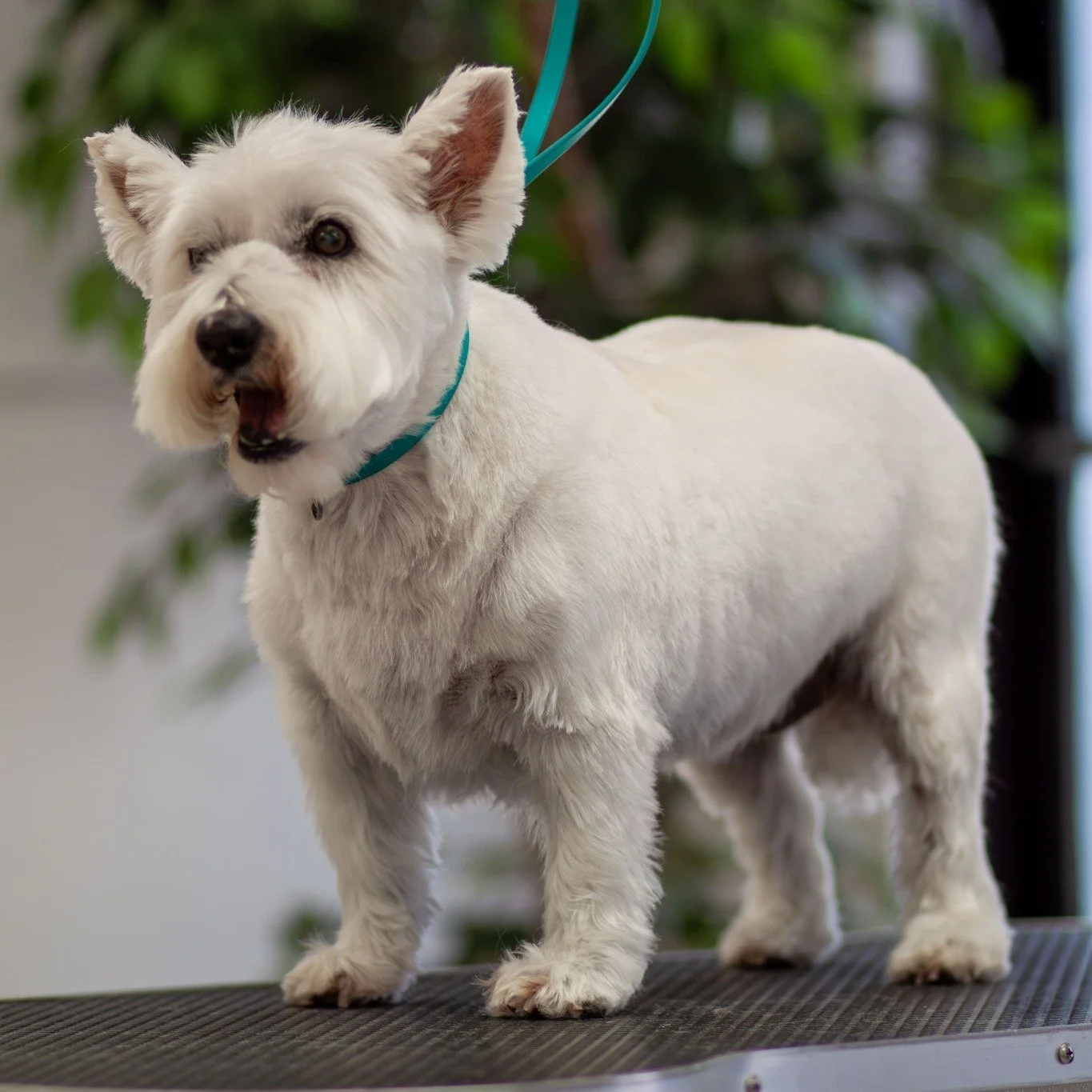 Just a pup living their best life 💖🐶
Soft coat, clean paws, fresh trim, and all the confidence that comes with it. We&rsquo;re proud to care for Lubbock&rsquo;s cutest companions!
#TailoredTailsLubbock #DogMom #DogDad #GroomDay #HappyDogs
