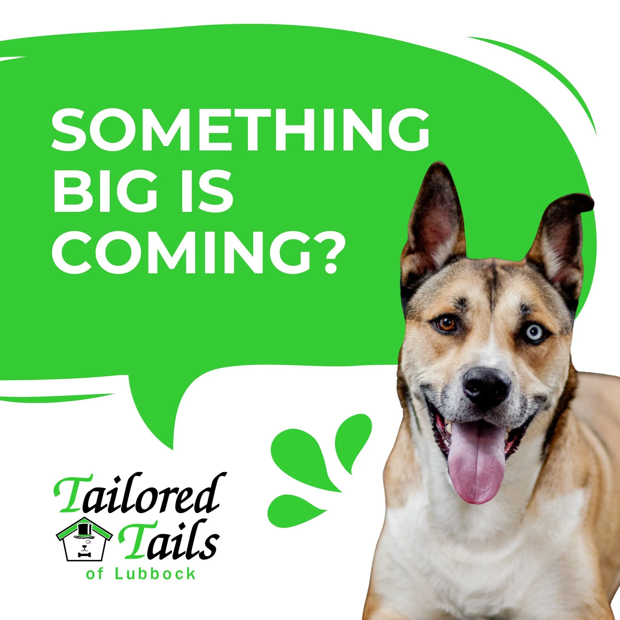 Something BIG is coming... and let's just say your pup is going to LOVE it. 🐾 We've been working on something behind the scenes for a while now, and we can officially say &mdash; it's almost time to share. We're not spilling the details just yet, bu