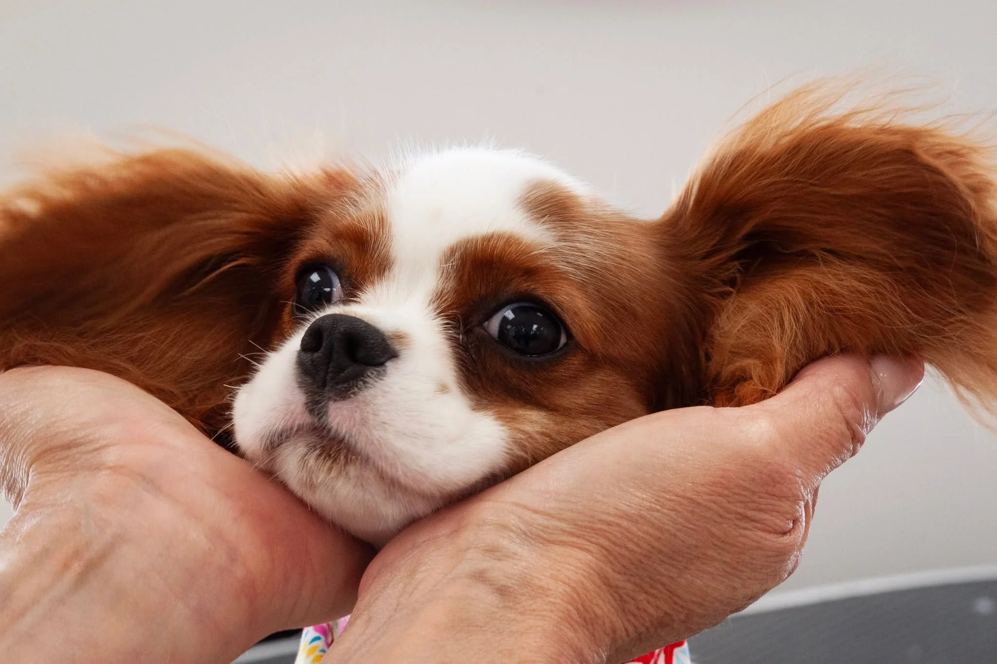 Question of the day: Are these the cutest puppy ears in Lubbock? 🐶👂❤️

We think the answer is obvious. 😍 This sweet pup stopped by Tailored Tails of Lubbock and left us completely smitten. Between those big eyes and those flowing ears, it's imposs