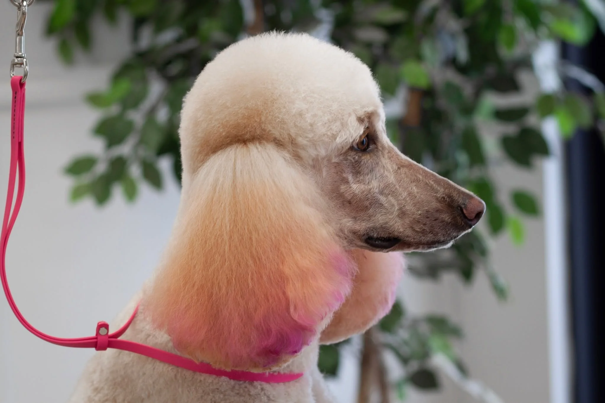 Pink understood the assignment. 💅🐩

When your name is Pink, showing up with pink-tipped ears is just good branding.

This gorgeous girl left the salon looking runway-ready, and honestly, we're all just living in her world now. 💖✨

From her beautif