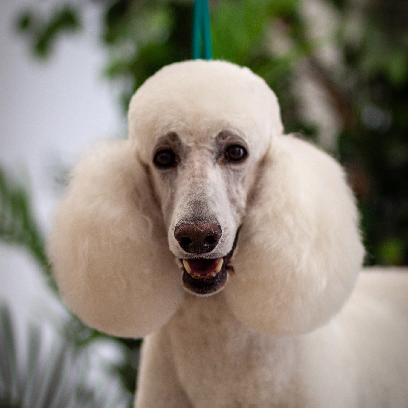 The difference is in the details. ✨
One of the biggest compliments we can receive isn't, "My dog looks amazing."
It's hearing a client say, "My dog actually gets excited to come see you." A beautiful groom is important, but trust 
