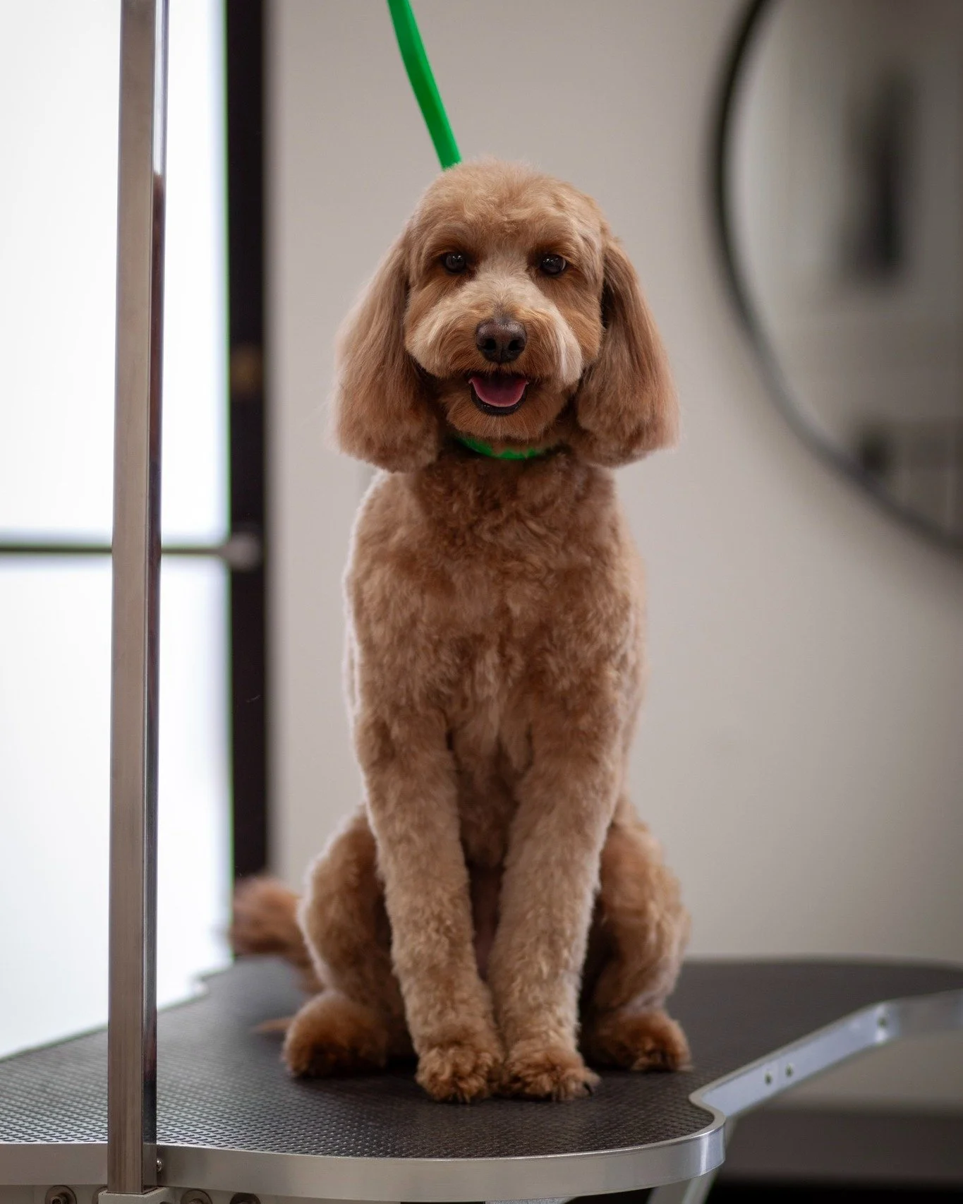 That smile says it all. 😁✨
#TailoredTailsLubbock #DogSmile #FreshAndFluffy #DogOfTheDay #LubbockPets