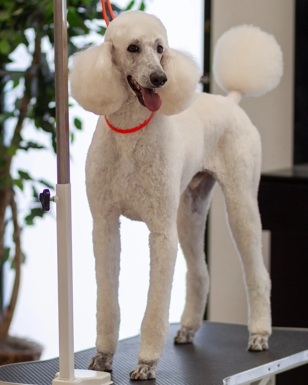 "Please hold my calls. I'm busy being fabulous." 💅🐩

#TailoredTailsLubbock #PamperedPup #DogSpaDay #PoodlePerfection #LubbockPets