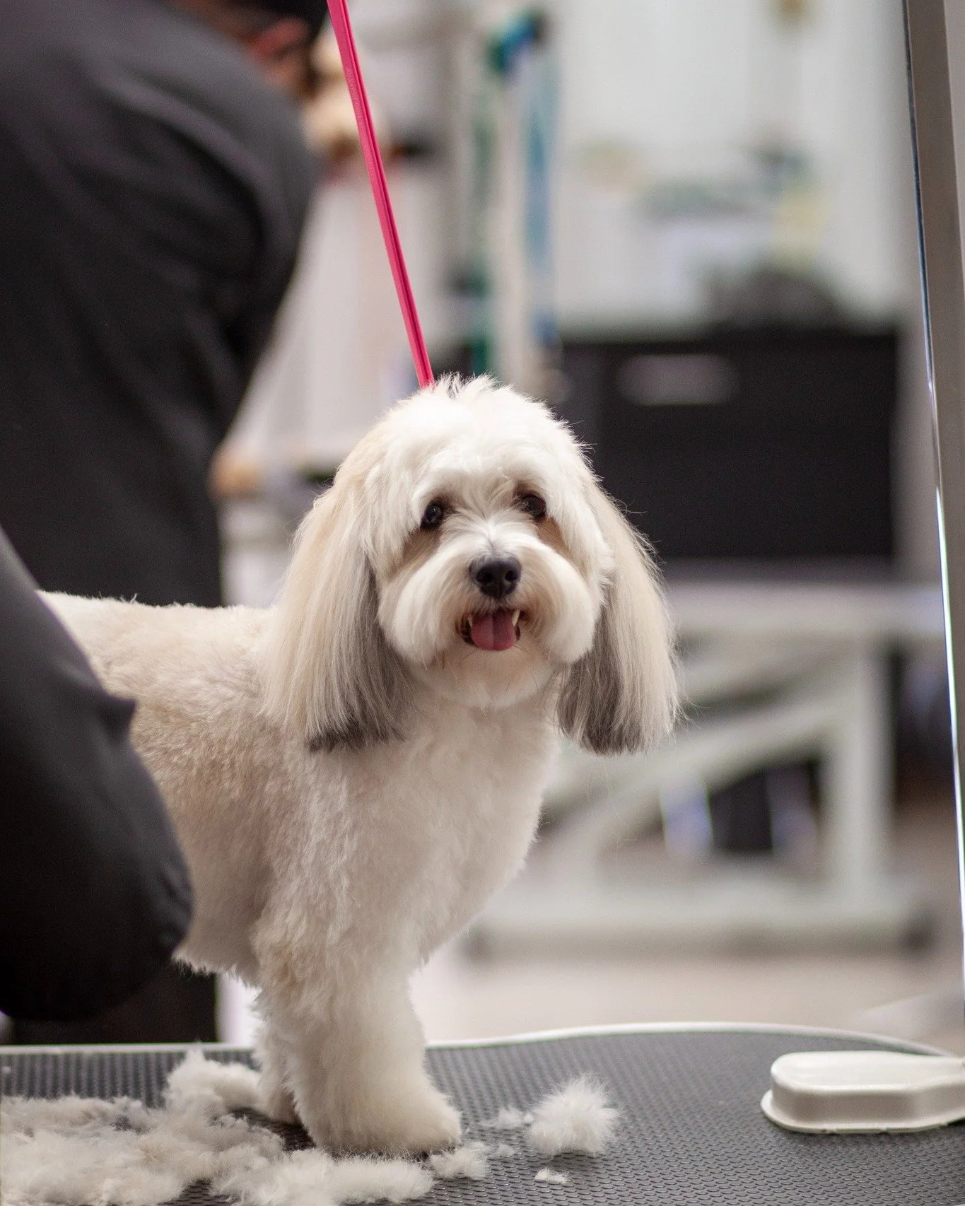 POV: You're halfway through your groom and the PUParazzi shows up. 📸👅

Now open in TWO locations! 
📍3011 34th St. Lubbock, TX 79410
📍5204 80th St. Lubbock, TX 79424

Book Now : 806-201-5313
Tailoredtailsoflubbock.com

#TailoredTailsLubbock