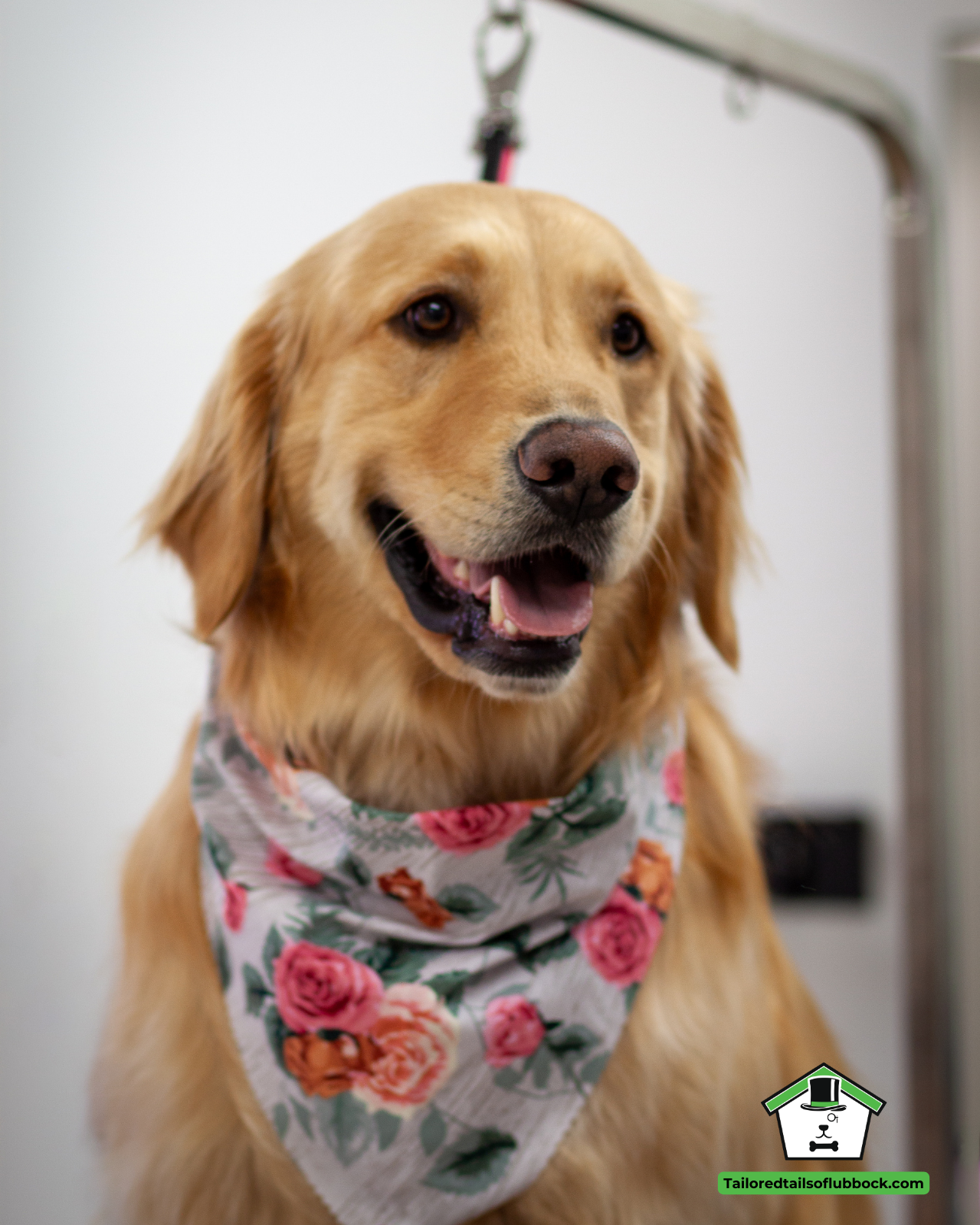 A happy golden retriever dog wearing a floral bandana, sitting indoors with a grooming table and white wall background.