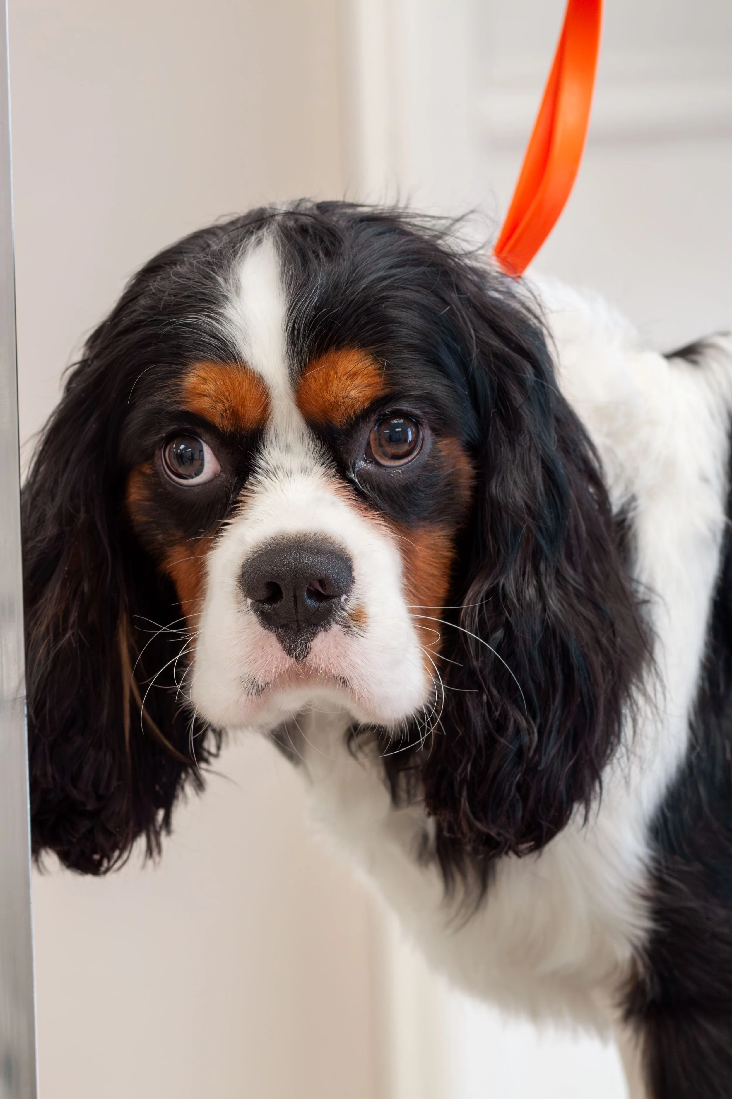 Close-up of a Cavalier King Charles Spaniel with black, white, and brown fur, looking directly at the camera, against a neutral background.