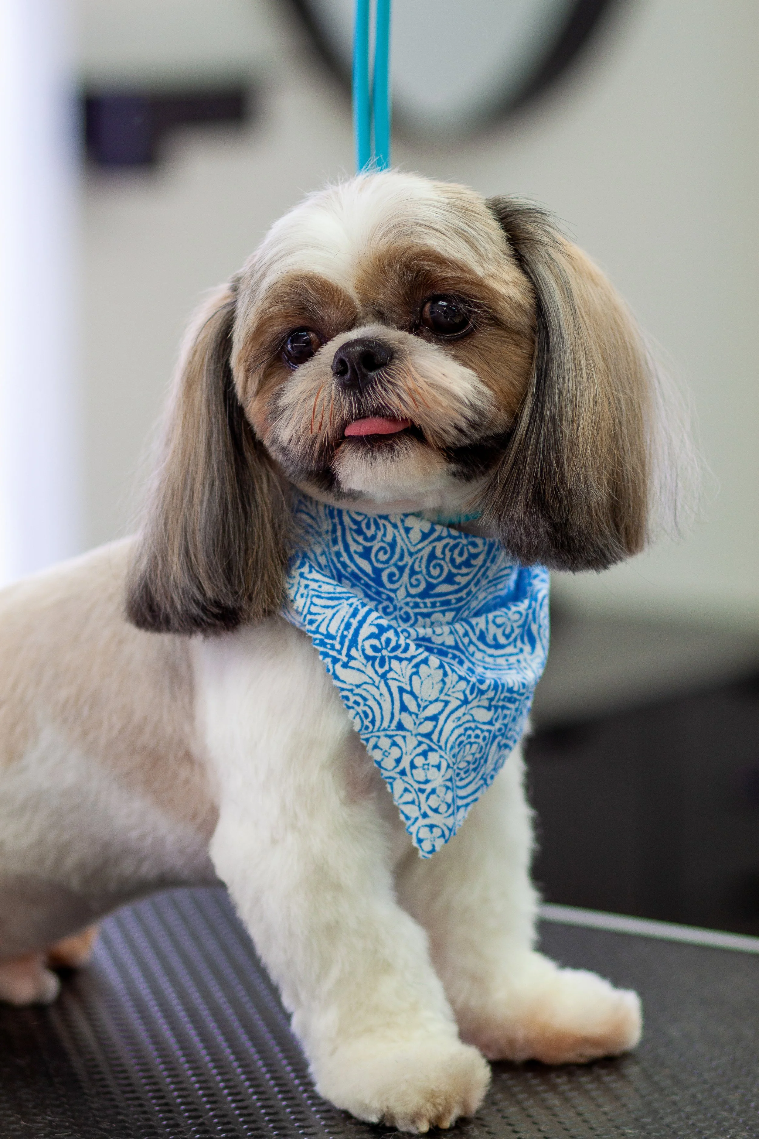 A small Shih Tzu dog with long fur around its face and ears, wearing a blue bandana, sitting on a grooming table in a pet grooming salon.
