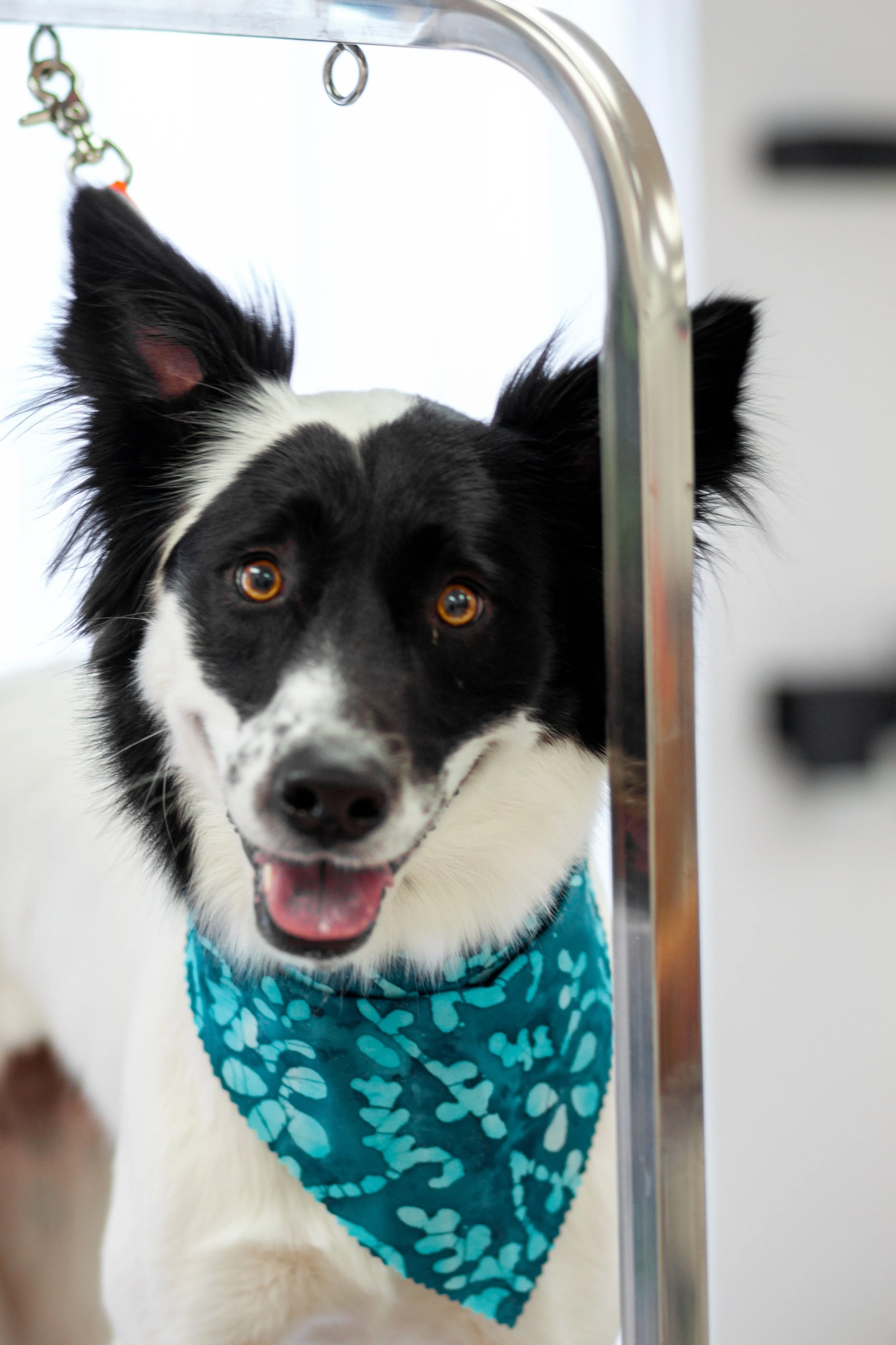 A black and white Border Collie dog with a blue patterned bandana around its neck, standing behind a grooming table with an excited expression and mouth open, in a grooming or veterinary setting.