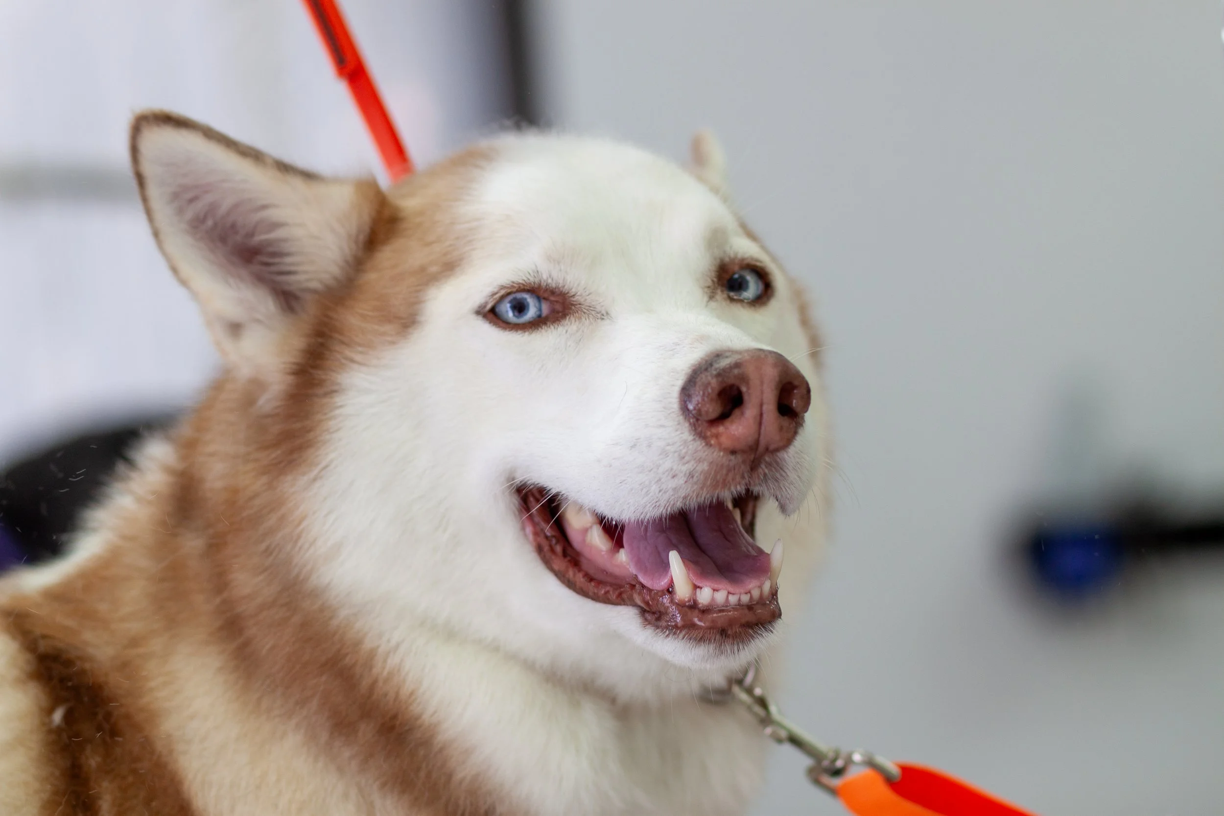 A close-up of a happy husky dog with blue eyes, open mouth, and tongue out, wearing a chain collar with a leash attached.