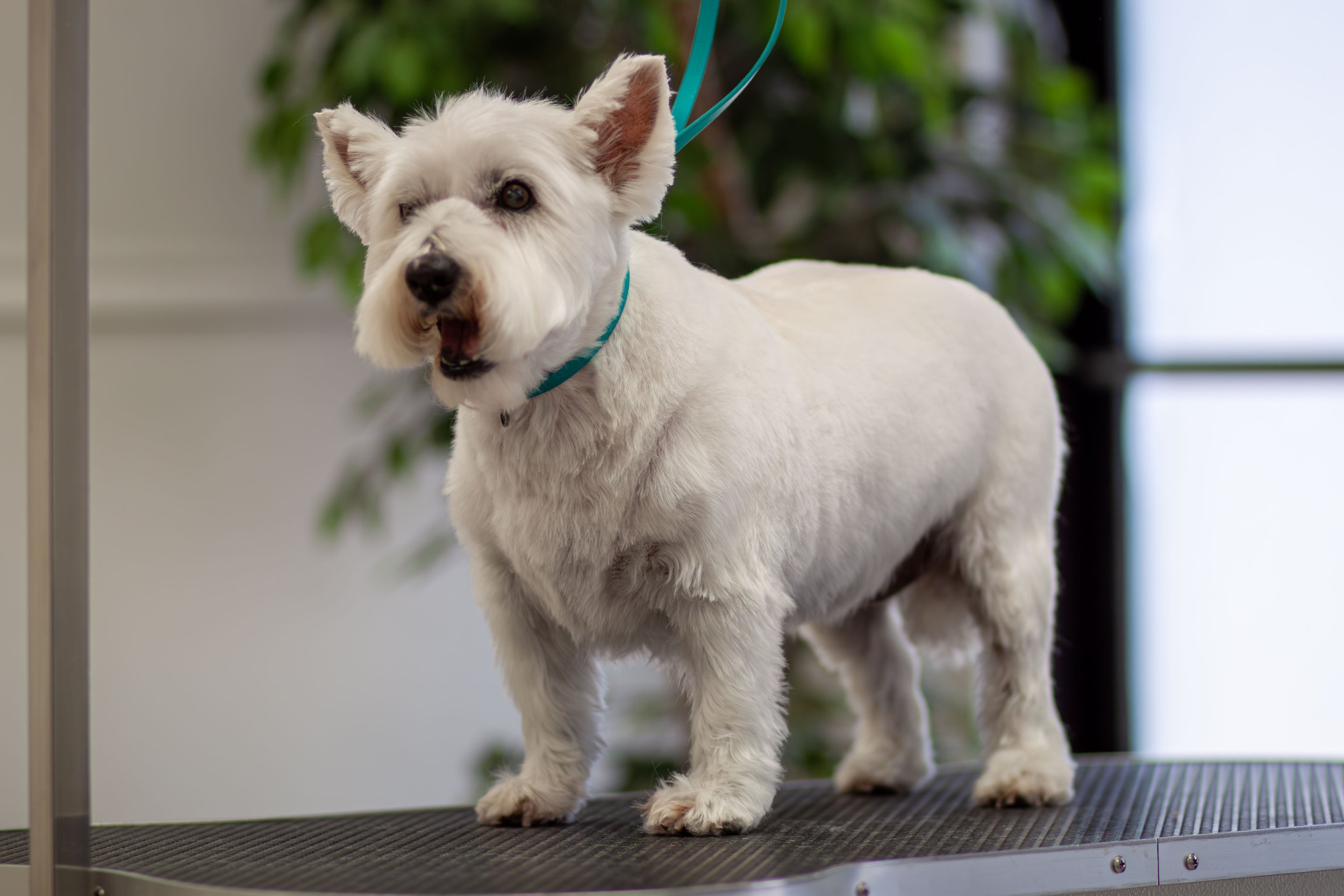 A small white dog with a blue collar standing on a grooming table, with a green background and a person in black clothing partially visible.