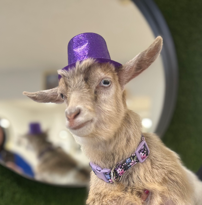 A young goat wearing a purple glittery top hat and a purple floral collar, standing in front of a mirror.